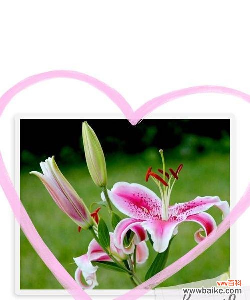 探寻百合的深层内涵与象征意义 百合花语的含义与传承