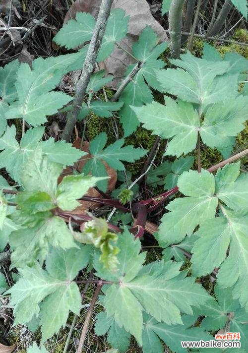 探寻白芷的深层意义,传承千年的花语之谜 白芷花语的意义与传承