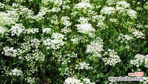 探寻白芷的深层意义,传承千年的花语之谜 白芷花语的意义与传承