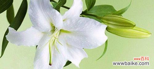 纯洁与爱的象征 百合的花语意思
