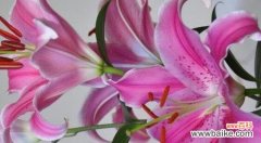 百合的象征纯洁与希望 百合花的花语与寓意