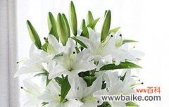 以纯洁和希望为象征，传递圣诞节的美好祝福 圣诞百合的花语——祝福与喜悦