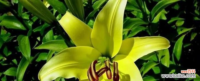 以纯洁和希望为象征，传递圣诞节的美好祝福 圣诞百合的花语——祝福与喜悦