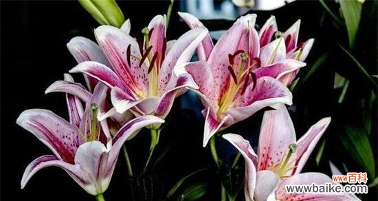 百合花的象征与传说 百合的含义与意义