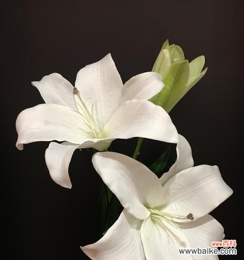 传递希望与美好的百合花语 百合花