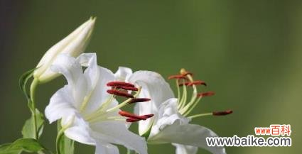 探索百合花代表的深层含义 百合花的美丽与含义