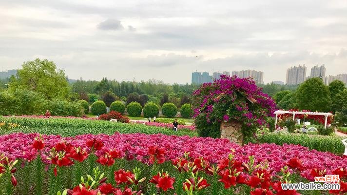 花海中的百合——深入探索百合的意义与象征 百合