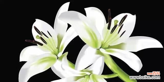 花海中的百合——深入探索百合的意义与象征 百合