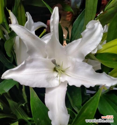 百合花在文化中的象征意义及其传承 百合花