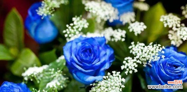 揭开蓝色妖姬花语的心灵密码 蓝色妖姬花语大全——探寻花海中的浪漫与神秘