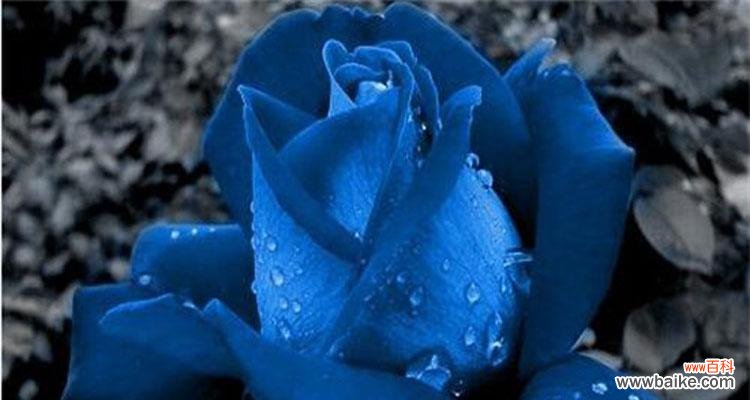 探寻蓝色妖姬的花语之美 蓝色妖姬的花语