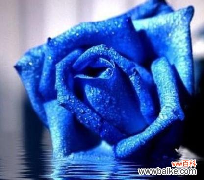 揭开蓝色妖姬花语的神秘面纱 蓝色妖姬的花语