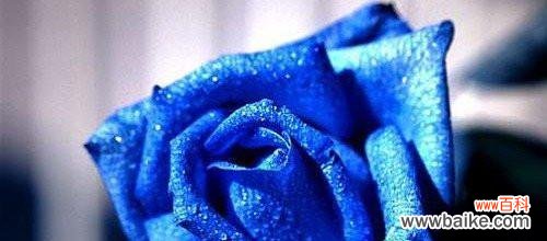 美丽 蓝色妖姬的寓意和花语