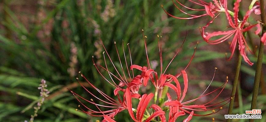 吉利红花语代表什么?它的寓意有哪些?