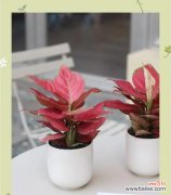 吉利红花语代表什么？它的寓意有哪些？