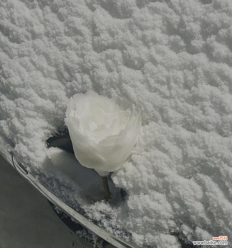 在雪中手持玫瑰花有何寓意?它象征着什么?