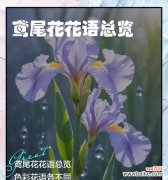 高贵神秘的花语有哪些含义？
