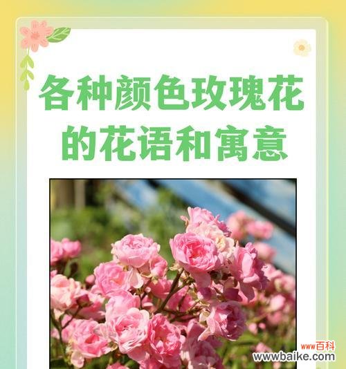 高贵神秘的花语有哪些含义?