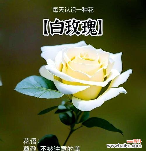 高贵神秘的花语有哪些含义?