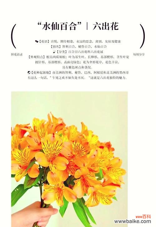 水中仙花语寓意是什么意思？如何理解其深层含义？