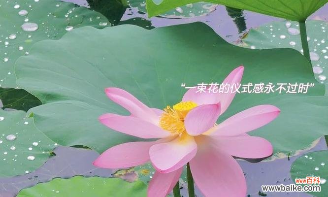 水中仙花语寓意是什么意思？如何理解其深层含义？