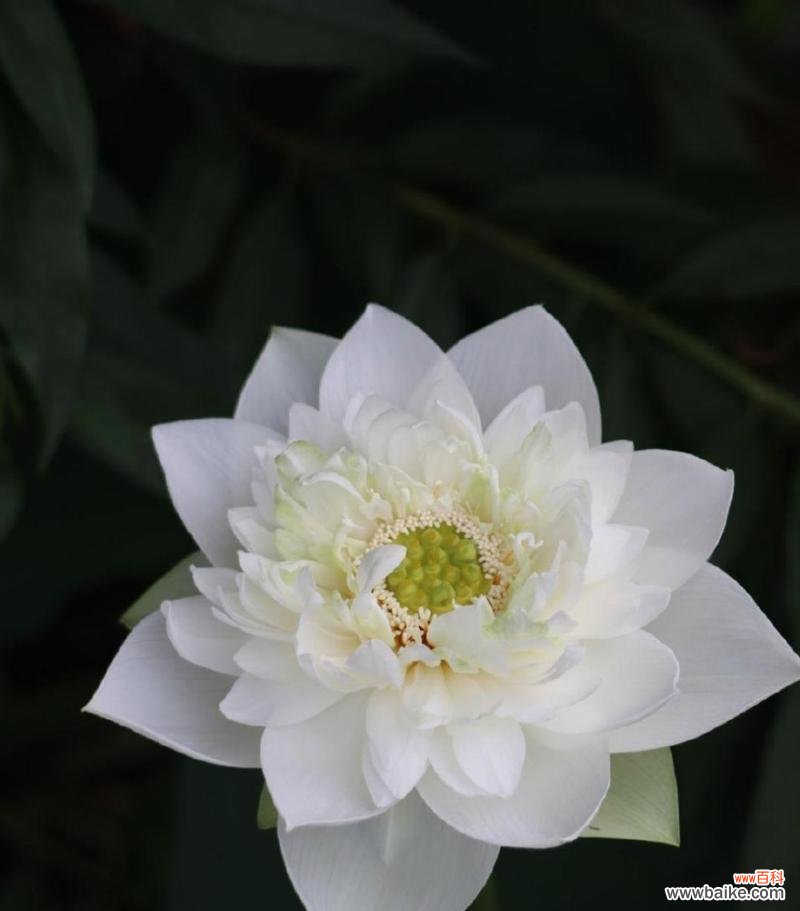 水中仙花语寓意是什么意思？如何理解其深层含义？