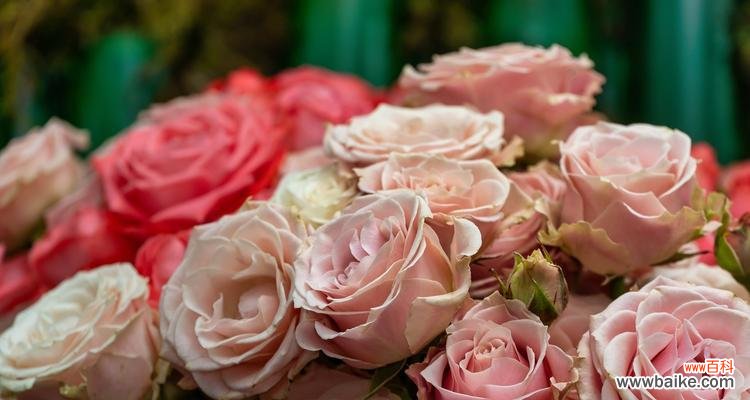 清新玫瑰代表了哪种情感?