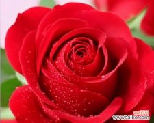 清新玫瑰代表了哪种情感？