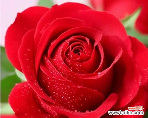 清新玫瑰代表了哪种情感?