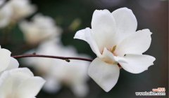 不见不散的花语有哪些？不见不散的花语代表什么？