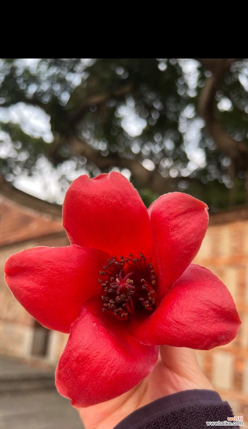 老师的花语是什么？老师的花语代表了什么意义？