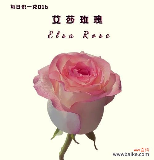 随意拍摄的玫瑰花语是什么?它代表了什么情感?