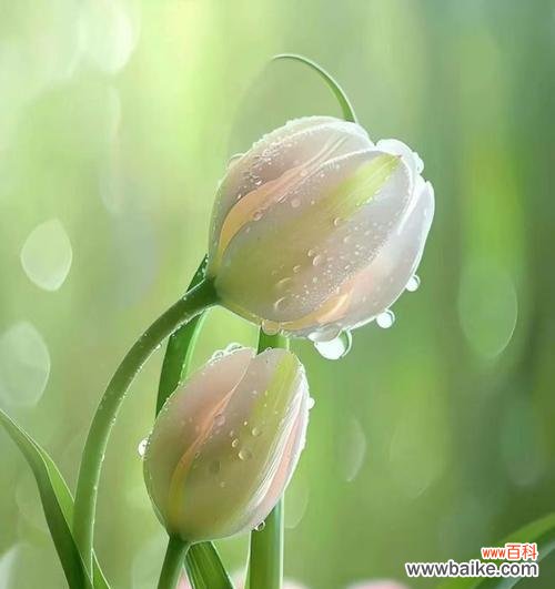 哪种花象征着忧郁厌世的情绪?