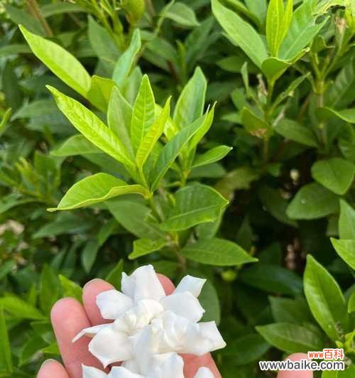 栀子花传递了哪些情感?