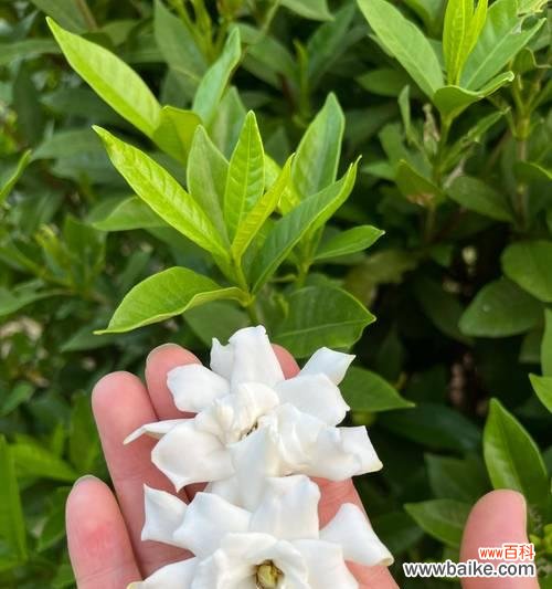 栀子花传递了哪些情感?