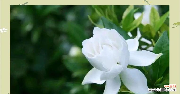 栀子花传递了哪些情感?