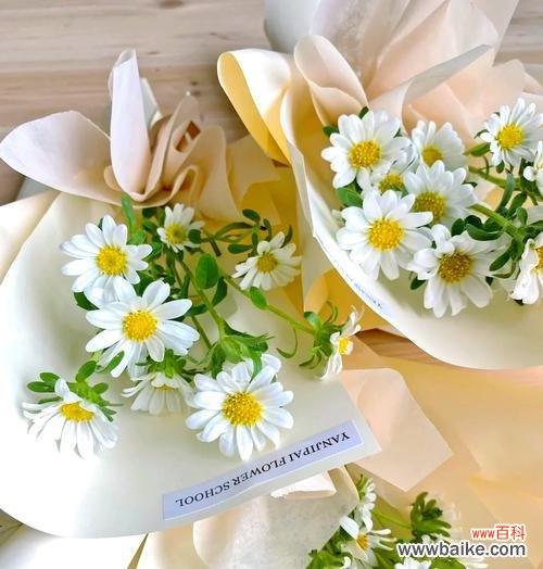 小雏菊的花语暗示了什么?