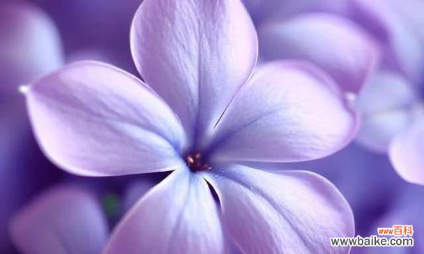 大气球五瓣花的花语有何特别之处?