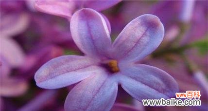 大气球五瓣花的花语有何特别之处?