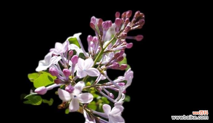 大气球五瓣花的花语有何特别之处?