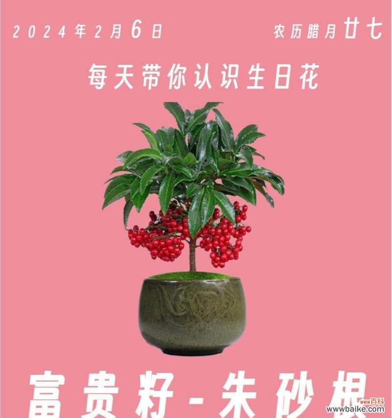 如何通过花语表达贵气?