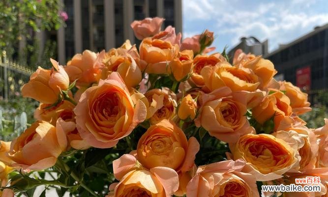 如何通过花语表达贵气?