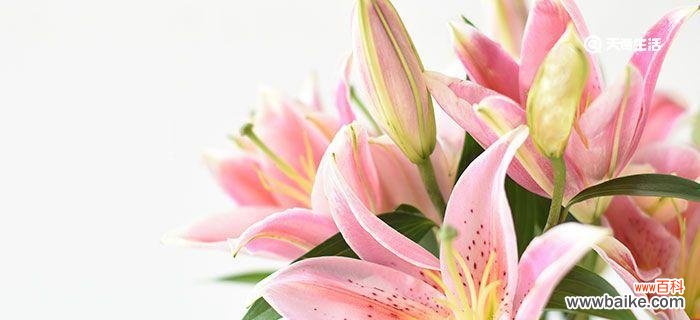 百合花的美丽与深远意义 百合花的花语含义