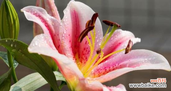 百合花的美丽与深远意义 百合花的花语含义