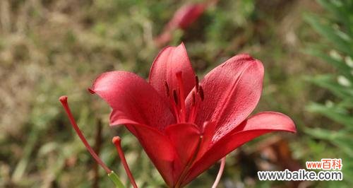 探索百合花的特点和象征意义 百合花