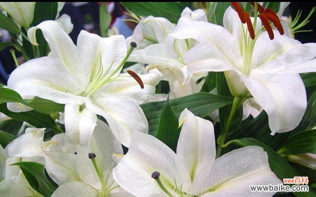 探索百合花的特点和象征意义 百合花