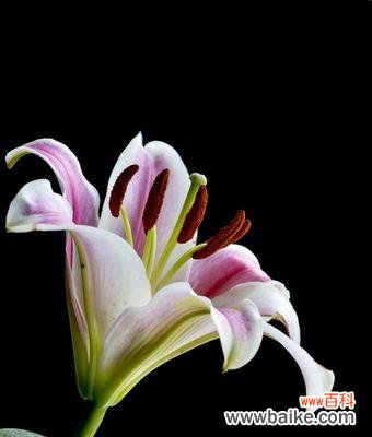 百合花的含义和象征意义解析 百合花的美丽与象征