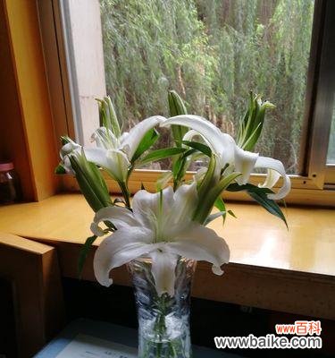 百合花的含义和象征意义解析 百合花的美丽与象征