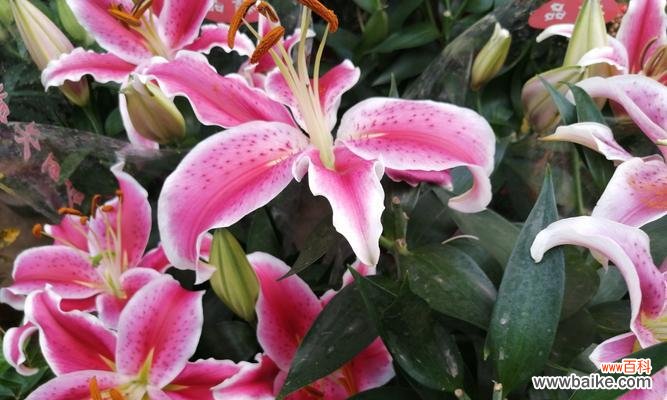 纯洁、高贵和爱的象征——百合花 百合花的含义与象征