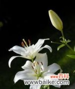 揭示百合花的神秘面纱，探寻其代表意义的多样性 百合花的美丽与象征意义